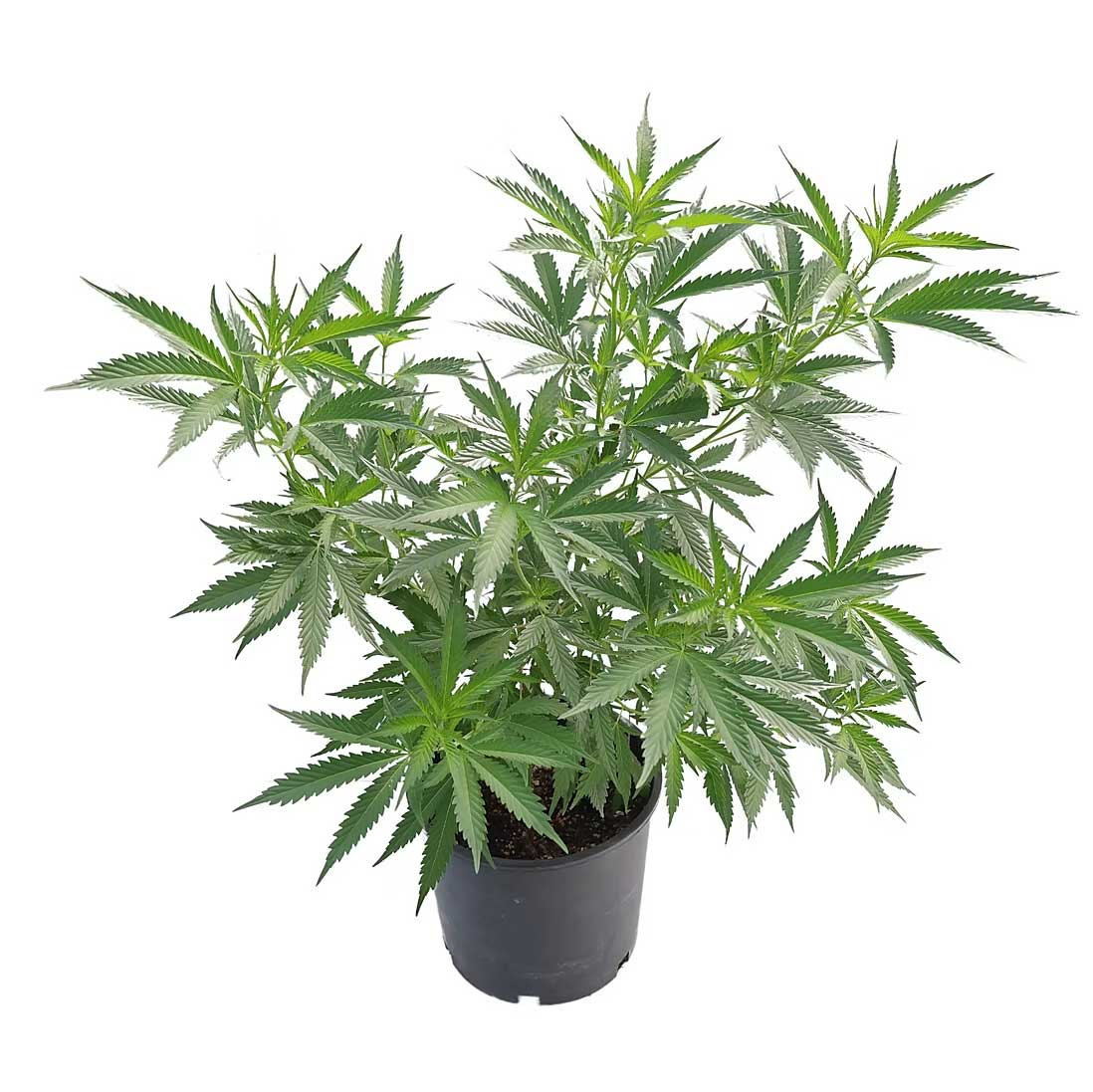 Sativa Cannabis Clone